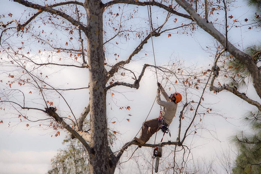 élagage et abattage sécurisés à Valenciennes
