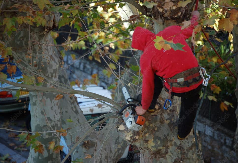 elagage et abattage surs à Valenciennes