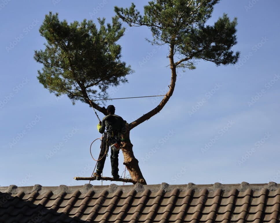 elagage et abattage sûrs à Valenciennes