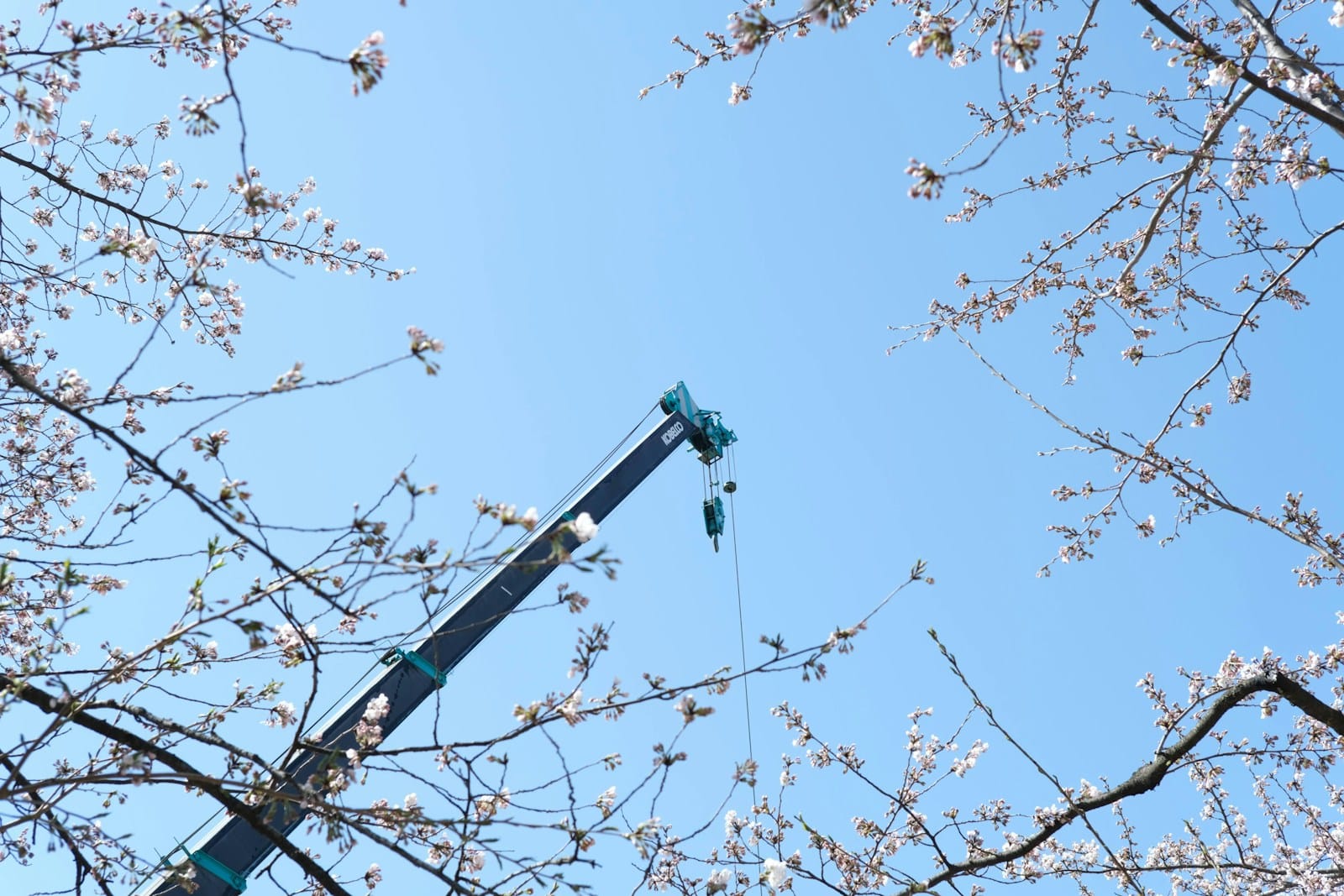 Élagage et abattage sécurisés à Valenciennes