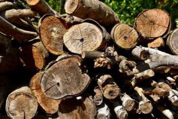 Entreprise d’élagage à Denain