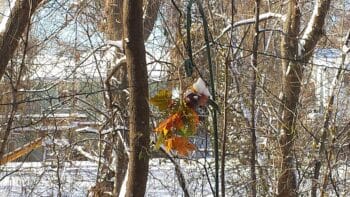 entretien de jardin à Anzin