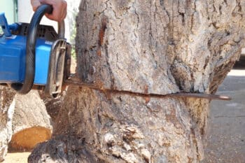 élagage pro à Valenciennes