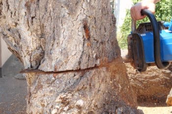 élagage par rétention Valenciennes