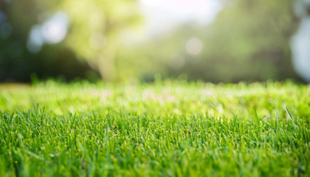 pose de gazon à Marly