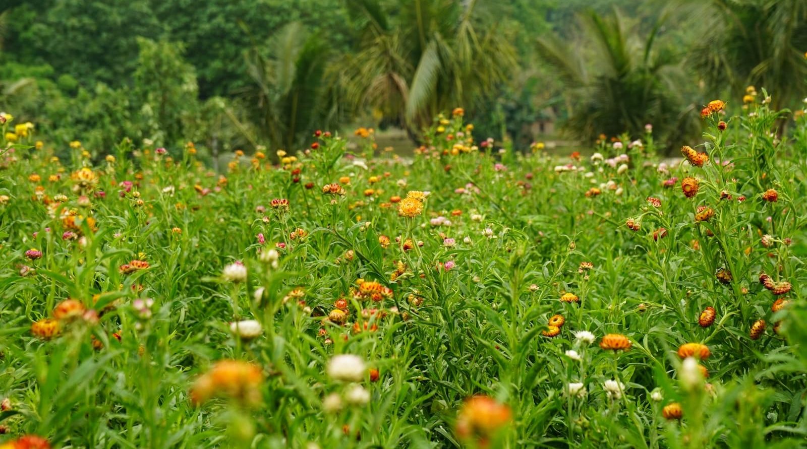 Paysagiste expert à Valenciennes