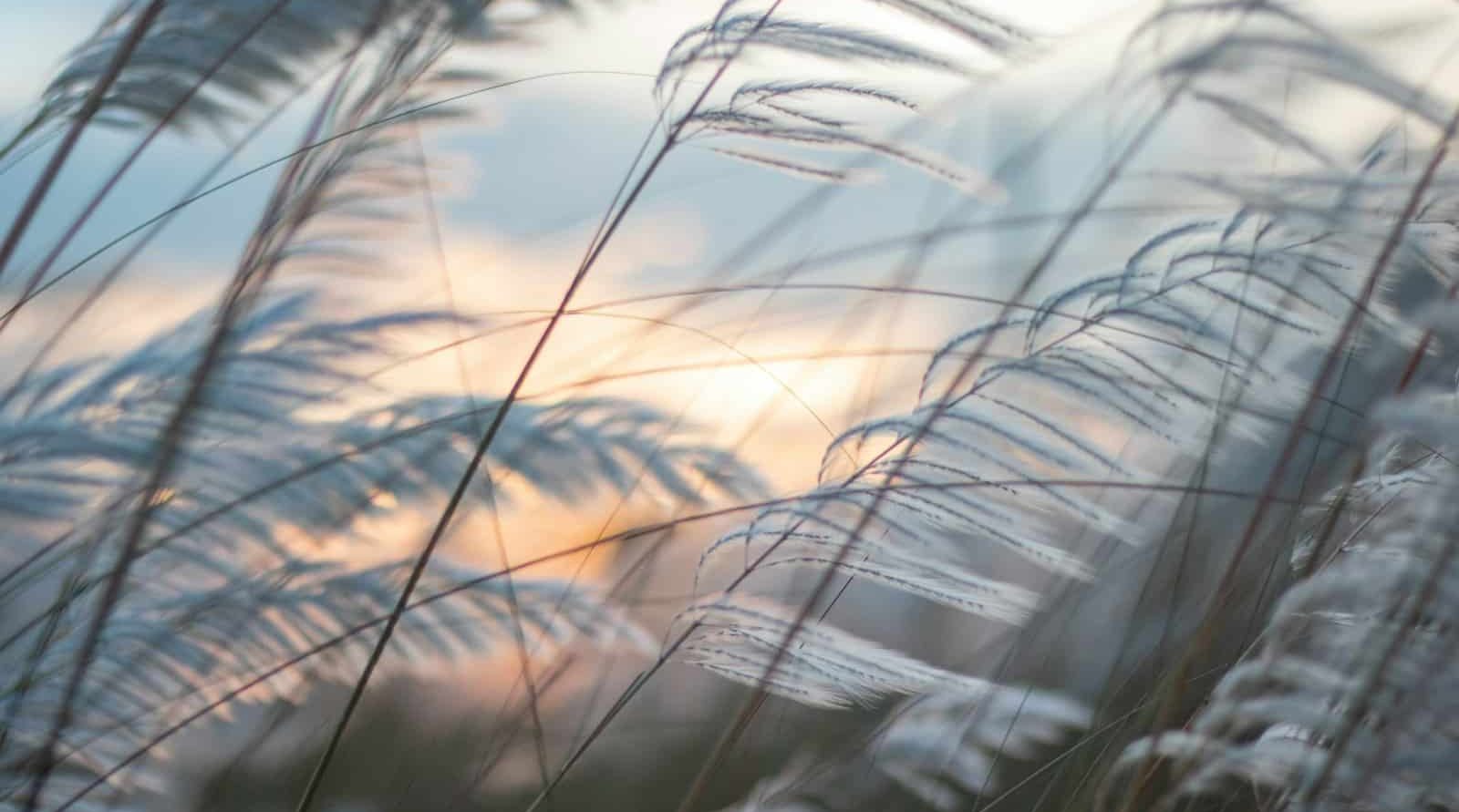 entretien de jardin à Valenciennes