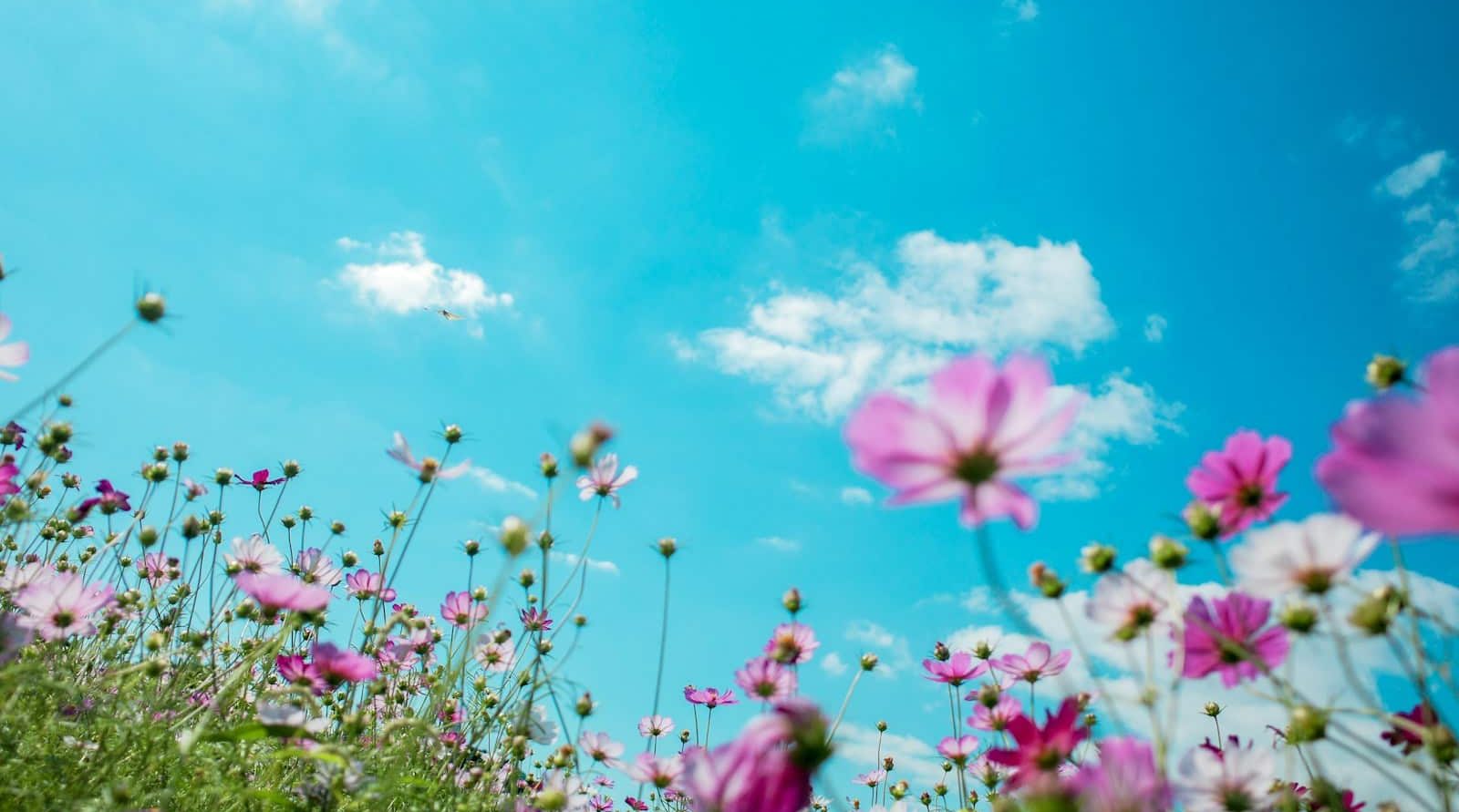 entretien de jardin à Valenciennes