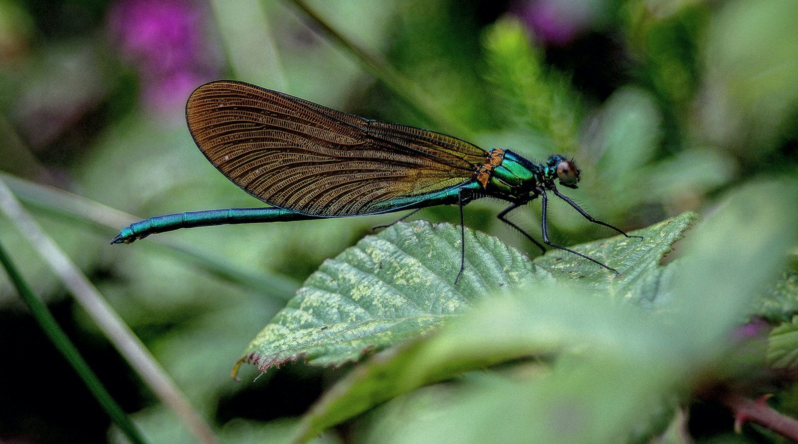 Jardinier et paysagiste de confiance à Marly