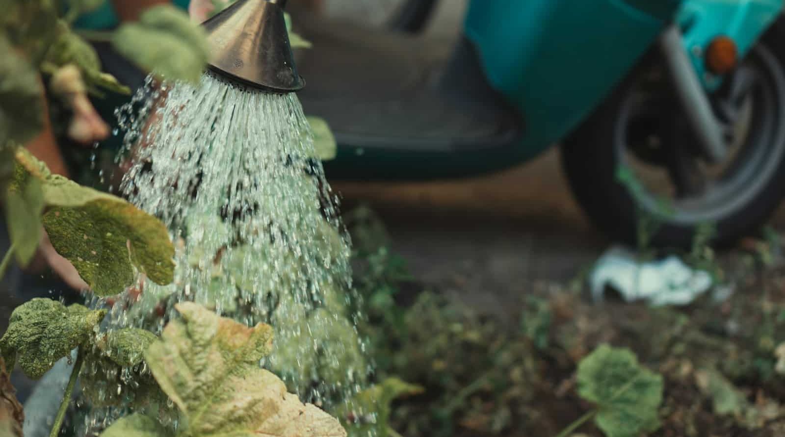 paysagiste designer à Anzin